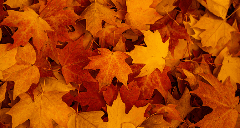 3,2,1: scatta la promozione d’autunno! | Oleo-Mac 3,2,1: scatta la promozione d’autunno! | Oleo-Mac