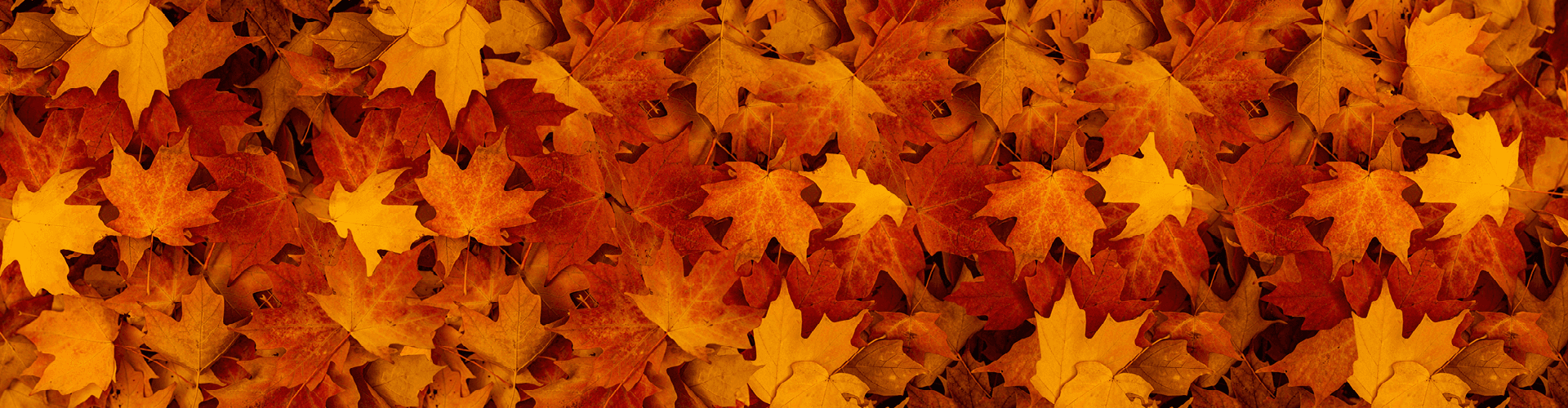 3,2,1: scatta la promozione d’autunno! | Oleo-Mac 3,2,1: scatta la promozione d’autunno! | Oleo-Mac