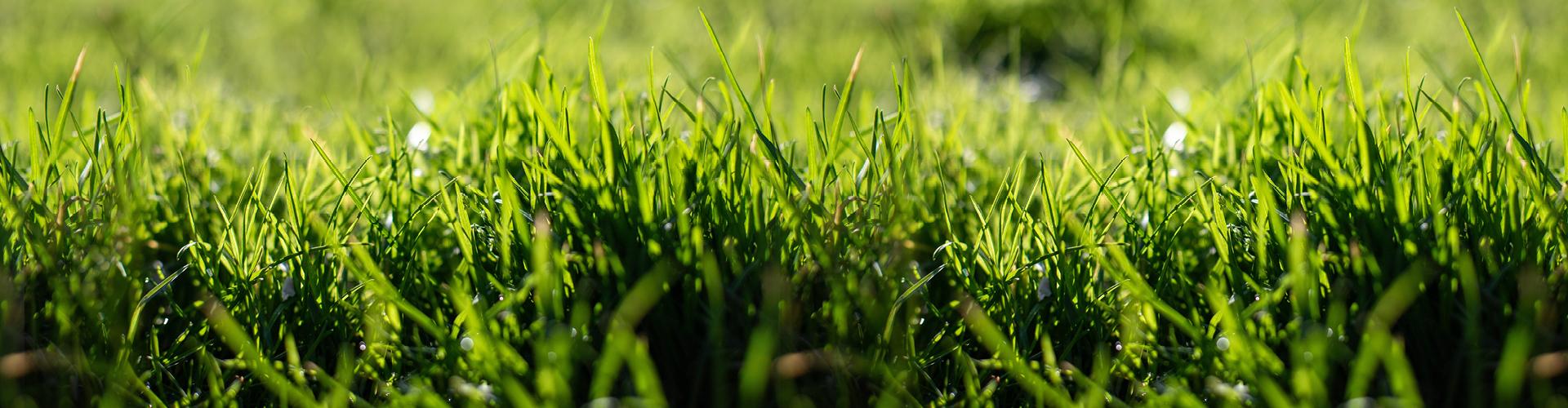 Primavera in azione:
scopri la promo per chi vive e lavora il verde! | Oleo-Mac Primavera in azione:
scopri la promo per chi vive e lavora il verde! | Oleo-Mac