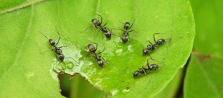 Metodi efficaci per liberarsi delle formiche in giardino