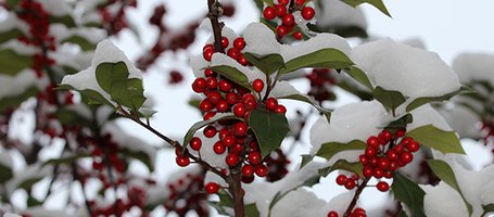 A Natale fai un regalo al tuo giardino: trova ispirazione!