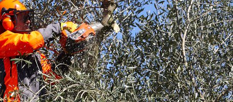 Come e Quando raccogliere le olive