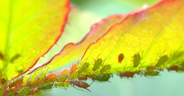 Come Riconoscere E Debellare I Parassiti Delle Piante Oleo Mac