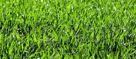 Come Tagliare il Prato d'Estate: Tutti i Trucchi